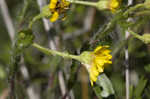 Maryland goldenaster